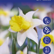 8718641999615 1 Daffodil January Silver Bulbs.jpg